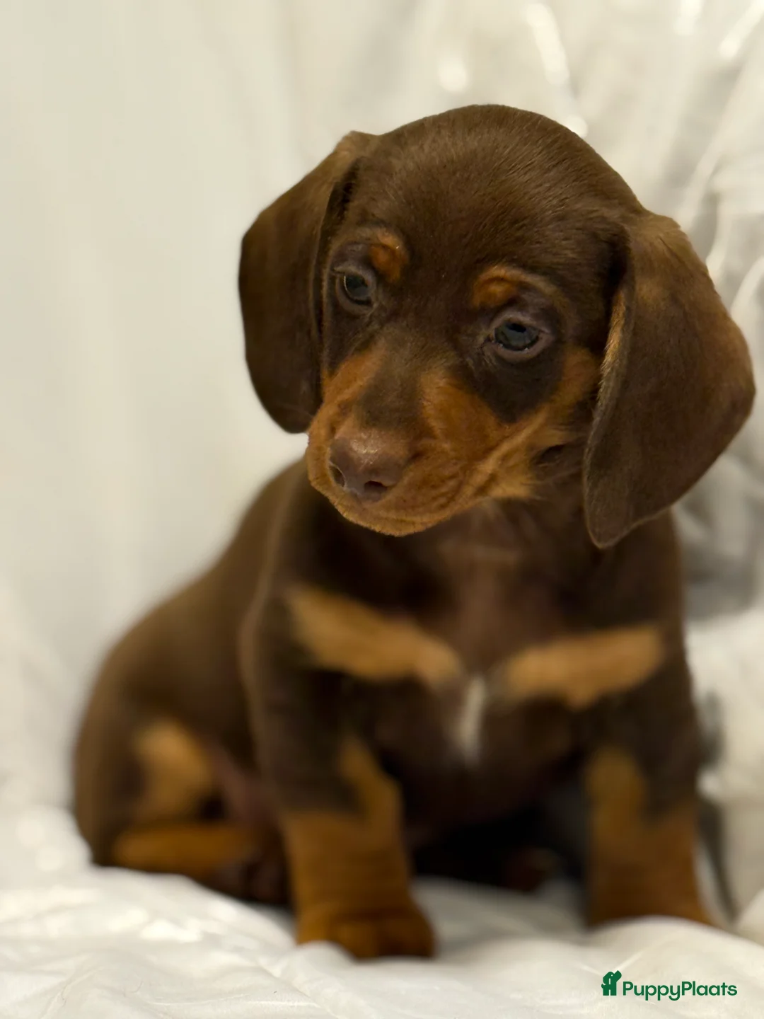 Teckel (korthaar)  honden te koop: Dwerg teckel pups  - Advertentie 3