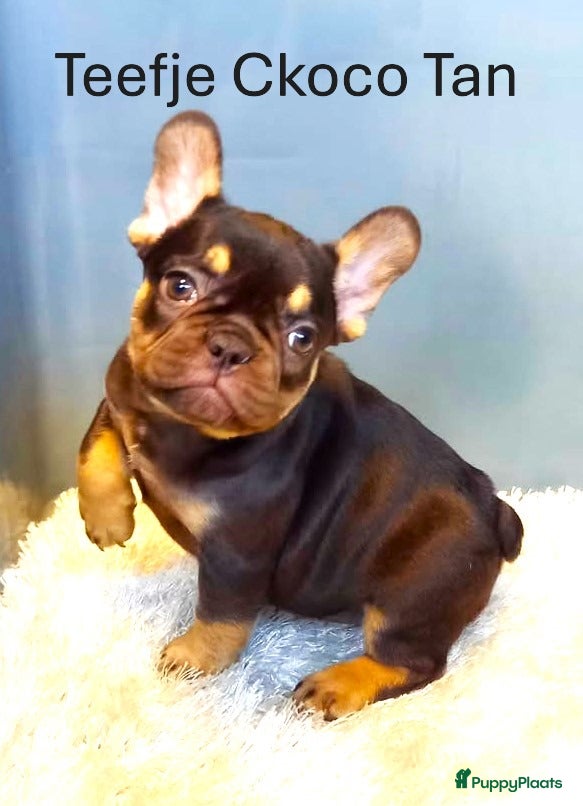 Franse Bulldog honden Franse Bulldog Pups Isabella/ Merle/Fawn/Red Fawn - Advertentie 1