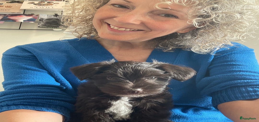 Galerij afbeelding {{count}}