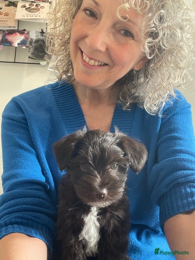 Galerij afbeelding {{count}}