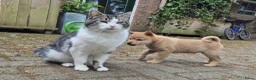 Kruising honden te koop: Shiba inu pups 8 weken (kwart pomeriaan) - Advertentie 3