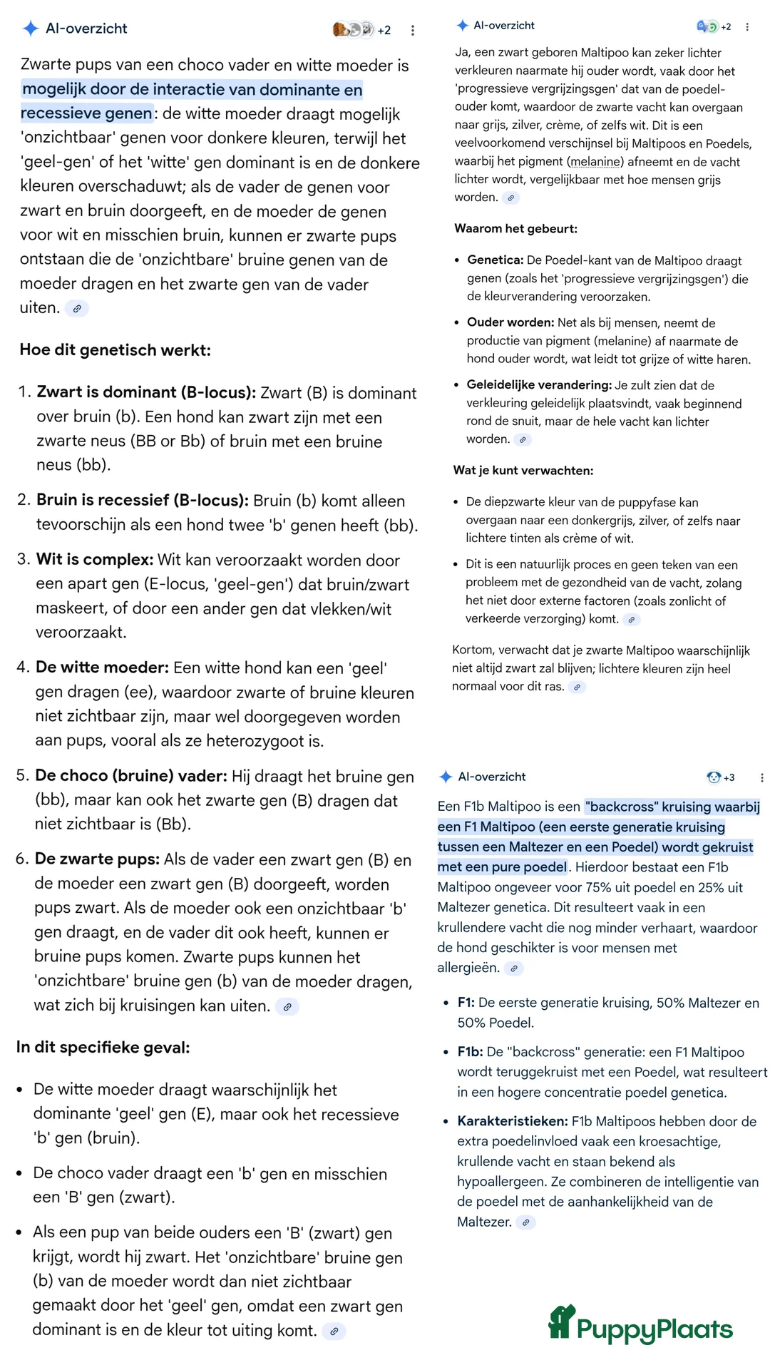 Maltipoo honden te koop: Fantastisch zwarte Maltipoo F1b 🥰 Anti-allergie - Advertentie 6