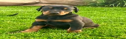 Dobermann honden te koop: Prachtig nestje Dobermann pups - Advertentie 6