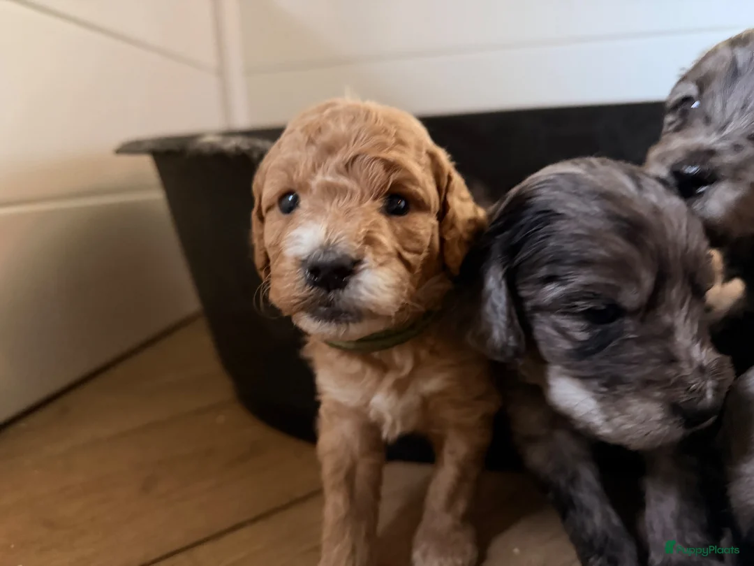Australian Labradoodle honden te koop: Sproodle pups F1BB multigen  - Advertentie 2