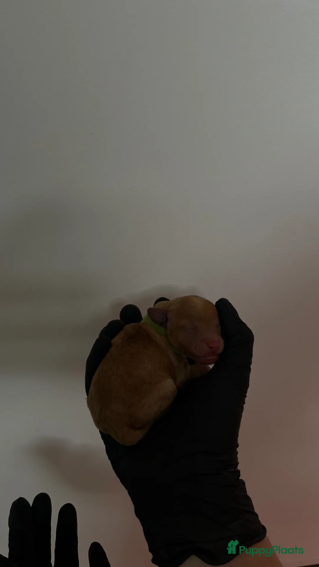 Poedel Toy honden te koop: Raszuivere Toypoedel-pups  - Advertentie 16