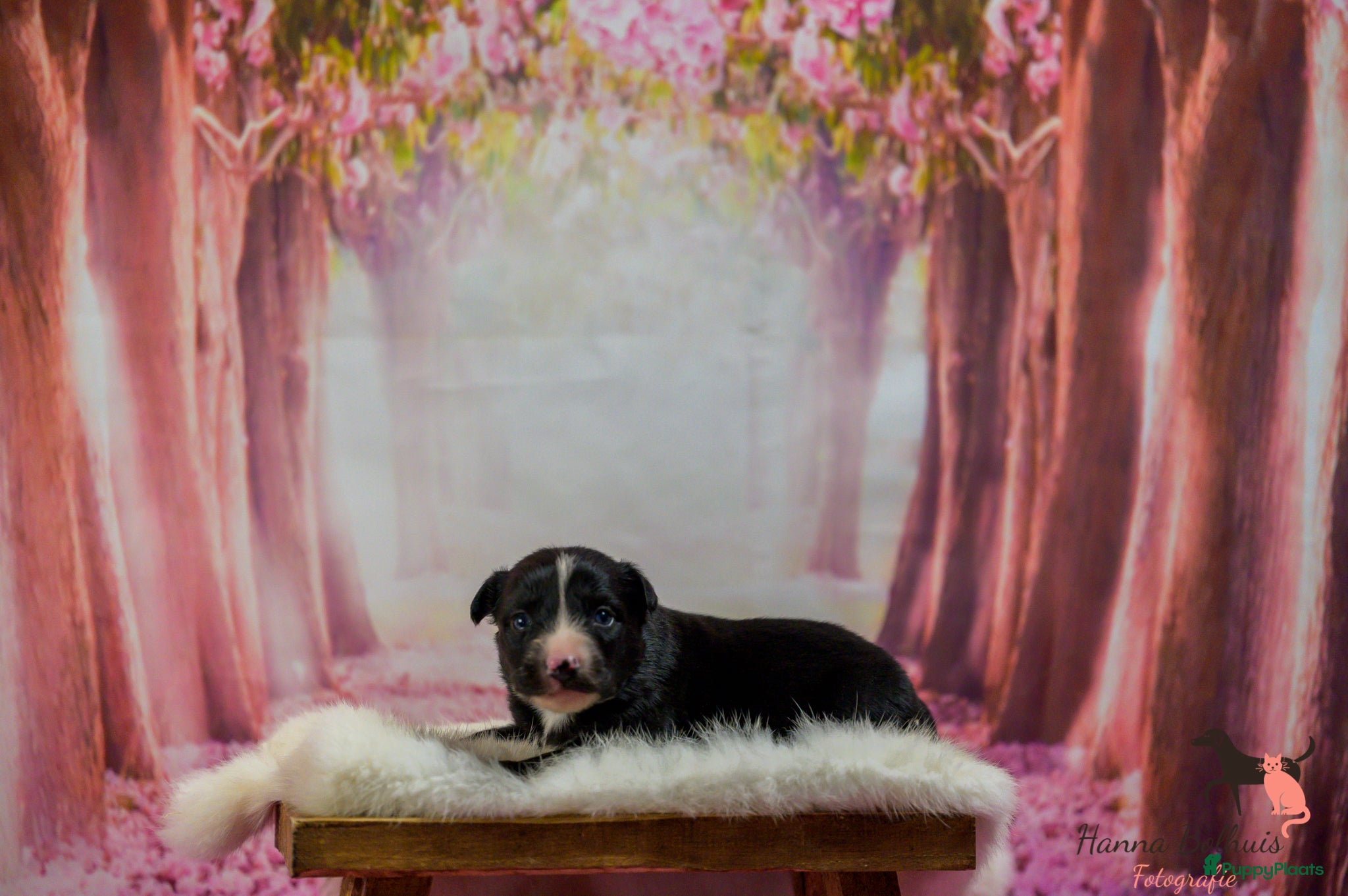Australian Shepherd Puppy 1
