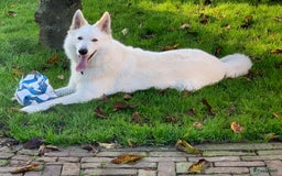 Zwitserse Witte Herdershond honden te koop: raszuivere lieve zwitserse witte herder pups in Nieuwland - Afbeelding 12