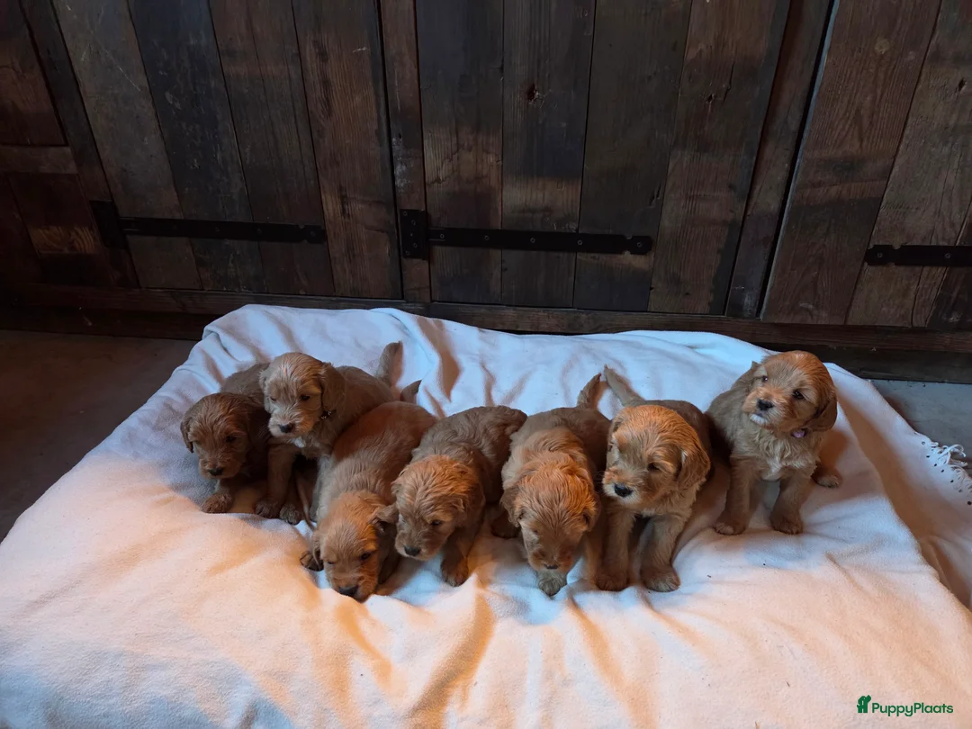 Kruising honden te koop: Labradoodle x Goldendoodle pups - Advertentie 24