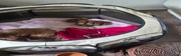 Poedel Toy honden te koop: Hoera...een vijfling geboren❣️ - Advertentie 6