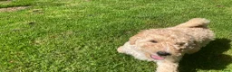 Australian Labradoodle honden te koop: Schitterende labradoodles - Advertentie 20