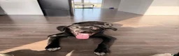 Kruising honden te koop: Labrador x bordercollie pup in Heenvliet - Advertentie 2