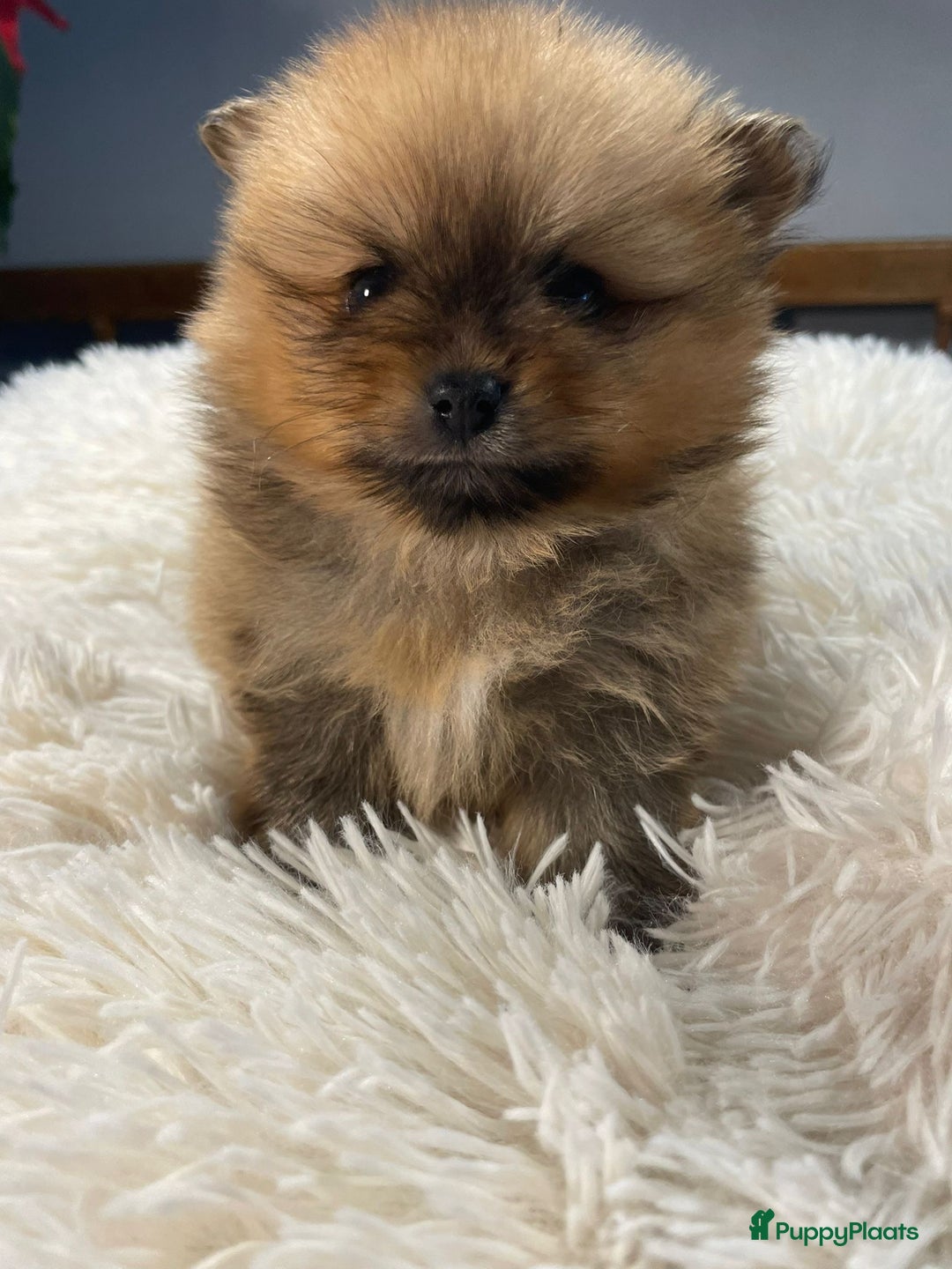 Pomeriaan honden te koop: 3 schattige Pomeriaan pups orange sable 5 wk - Advertentie 16