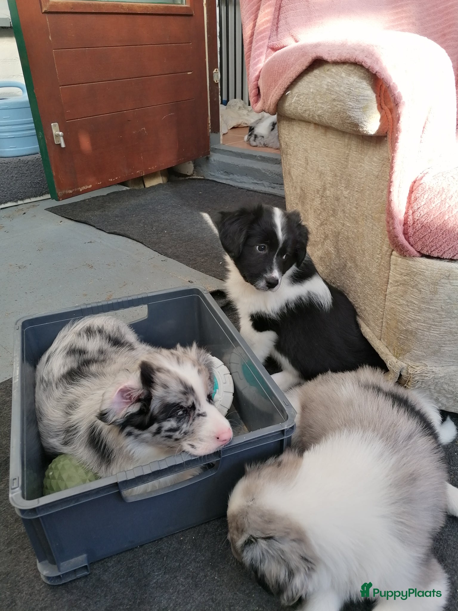 Kruising honden Super schattig gelegenheids nestje - Advertentie 1