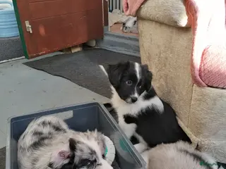 Kruising honden Super schattig gelegenheids nestje - Advertentie 1