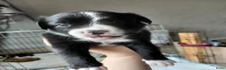 Kruising honden te koop: Nog 4 lieve unieke Mix puppy's. - Advertentie 17
