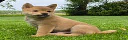 Kruising honden te koop: Shiba inu pups 8 weken (kwart pomeriaan) - Advertentie 6