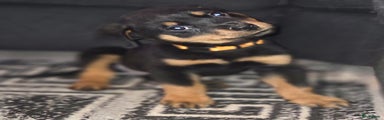Rottweiler Puppy 2