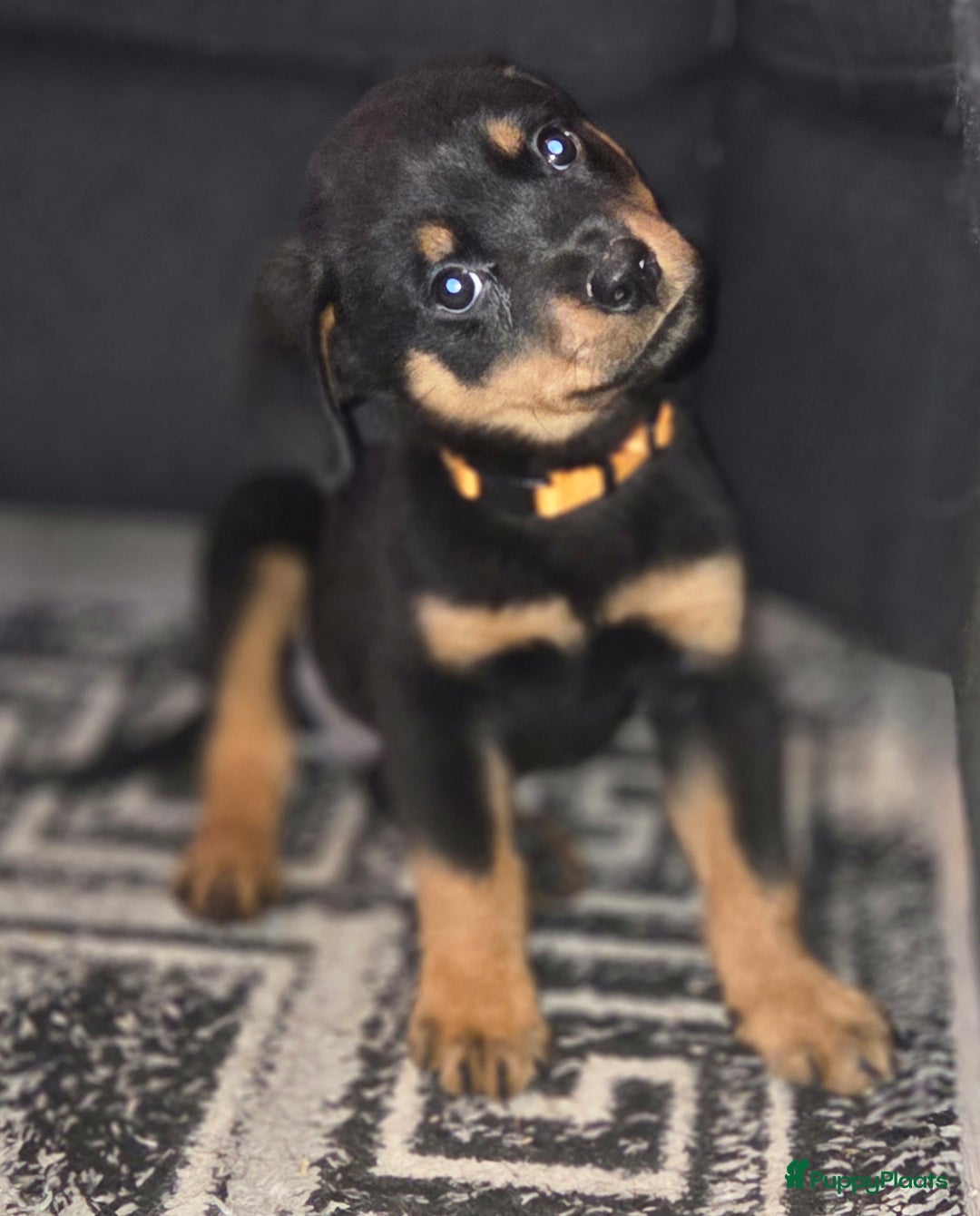 Rottweiler honden te koop: Rottweiler pups  - Advertentie 6