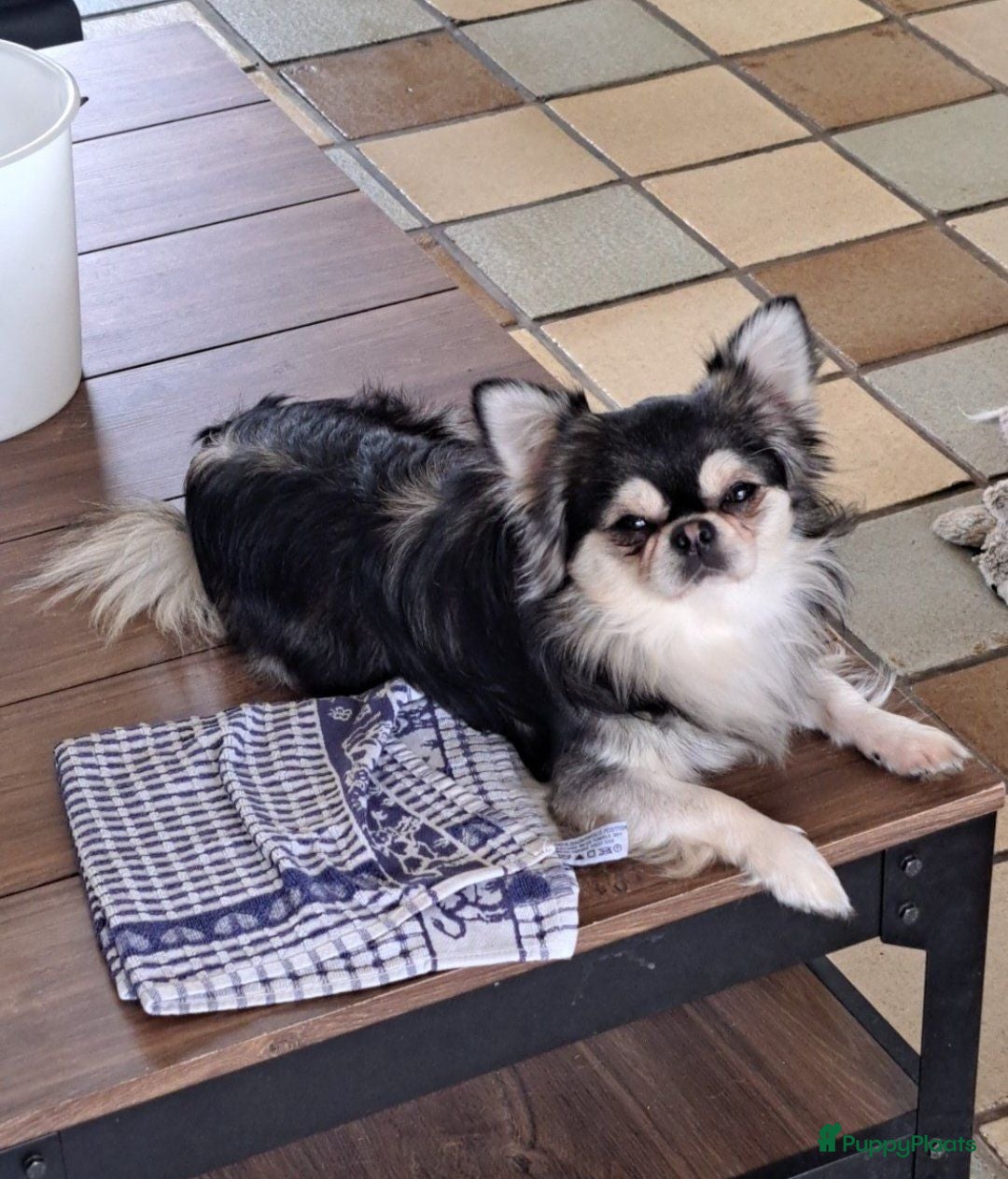 Chihuahua honden Chihuahua dekreu - Advertentie 4