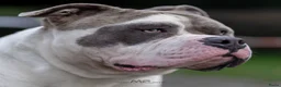 Amerikaanse Bully honden ter dekking: American Bully XL dekreu  - Advertentie 4