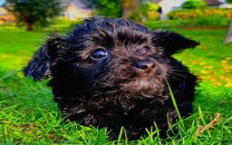 Kruising honden te koop: Orginele Amerikaanse Toy Papipoo  - Advertentie 9