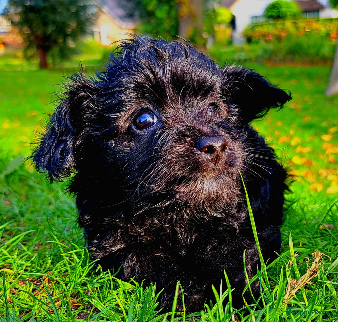 Kruising honden te koop: Laatste teefje: Orginele Amerikaanse Toy Papipoo  - Advertentie 9