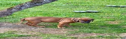 Rhodesian Ridgeback honden te koop: Rhodesian Ridgeback puppy's - Advertentie 6