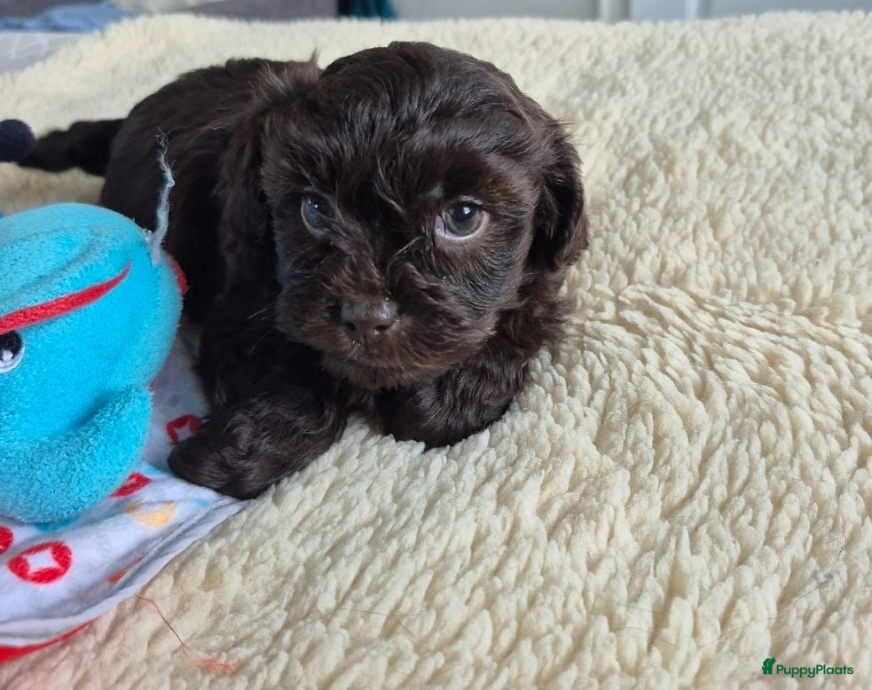 Kruising honden Lieve mini boompoo 🩵 8 weken - Advertentie 3