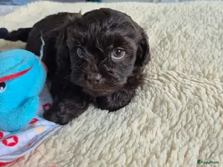 Kruising honden Lieve mini boompoo 🩵 8 weken - Advertentie 3