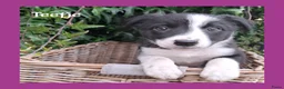 Border Collie honden te koop: Lieve border collie pups - Advertentie 9