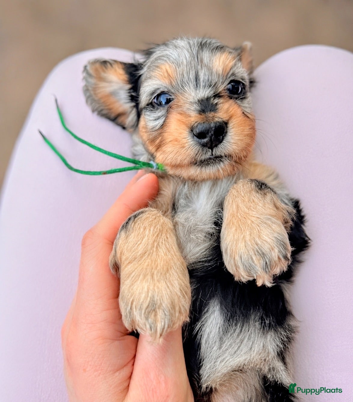 Kruising honden ⭐️MALLETECKEL⭐️ 🐾dwergteckel X maltezer🐾 - Advertentie 4