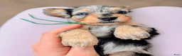 Kruising honden te koop: ⭐️MALLETECKEL⭐️ 🐾dwergteckel X maltezer🐾 - Advertentie 2