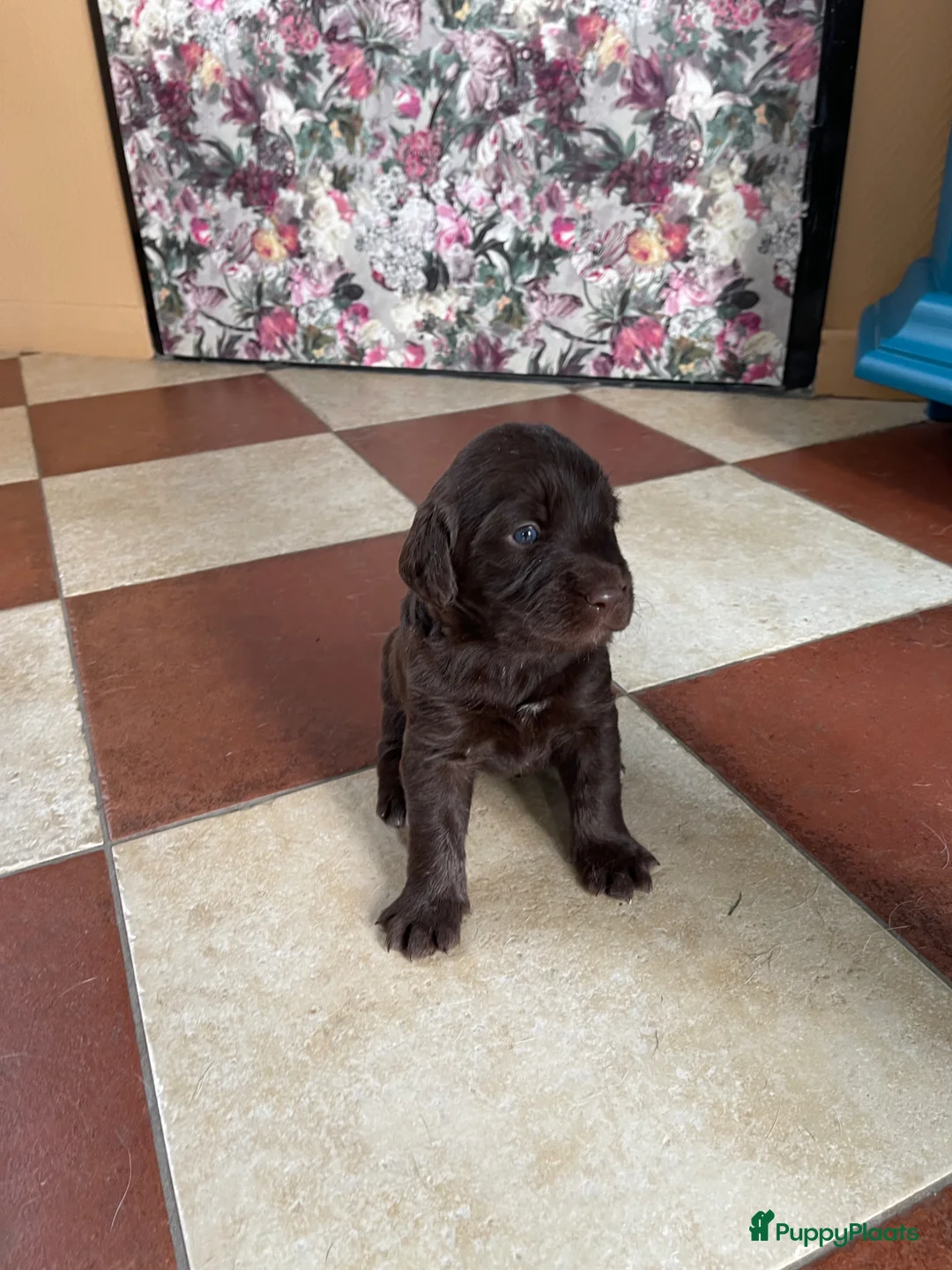 Labradoodle honden te koop: 5 bruine Labradoodles met witte aftekeningen - Advertentie 2