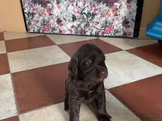 Labradoodle honden 5 bruine Labradoodles met witte aftekeningen - Advertentie 2