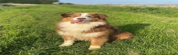 Australian Shepherd honden te koop: Prachtige Australian Shepherd puppy's geboren! - Advertentie 3
