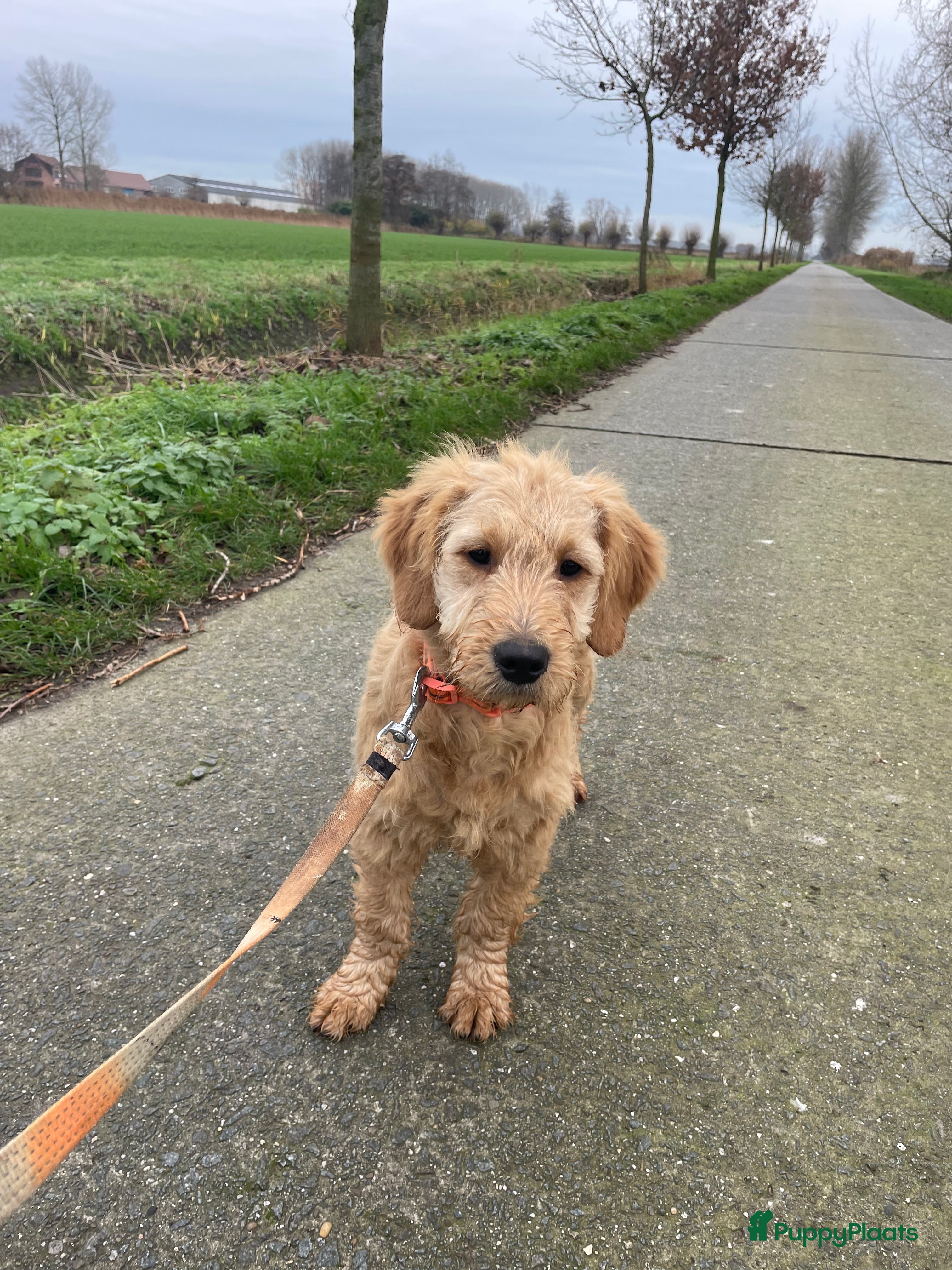 Kruising honden Mooi goldendoodle reutje! - Advertentie 2
