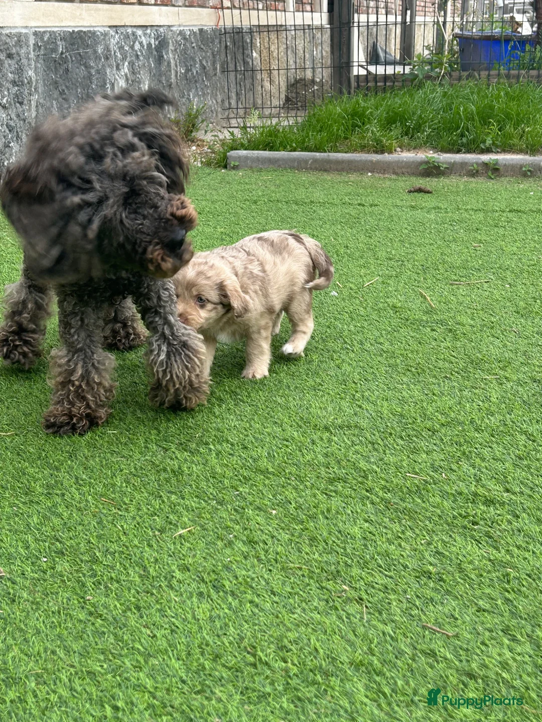 Kruising honden te koop: Aussiedoodle pupjes  - Advertentie 18