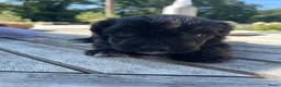 Aussiedoodle honden te koop: Aussiedoodle Aussie/Toy poedel - Advertentie 21