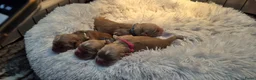 Amerikaanse Cocker Spaniel honden te koop: Nest Amerikaanse Cocker Spaniël - Advertentie 4