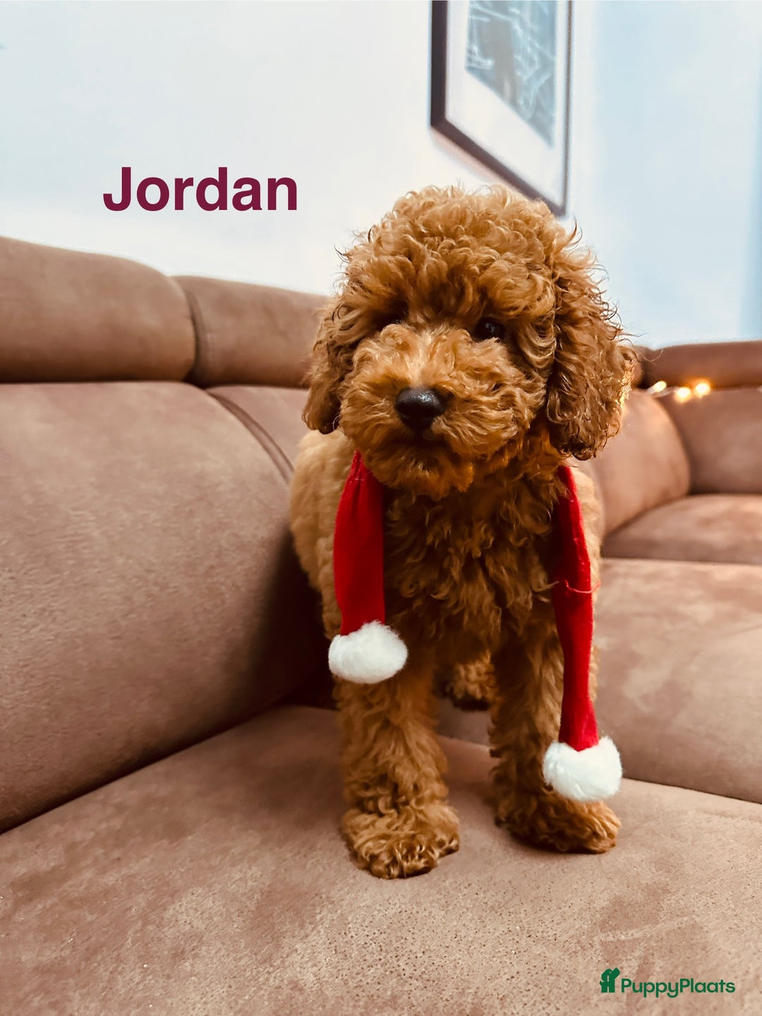 Poedel Toy honden te koop: Toy Poedel puppy’s - Advertentie 2