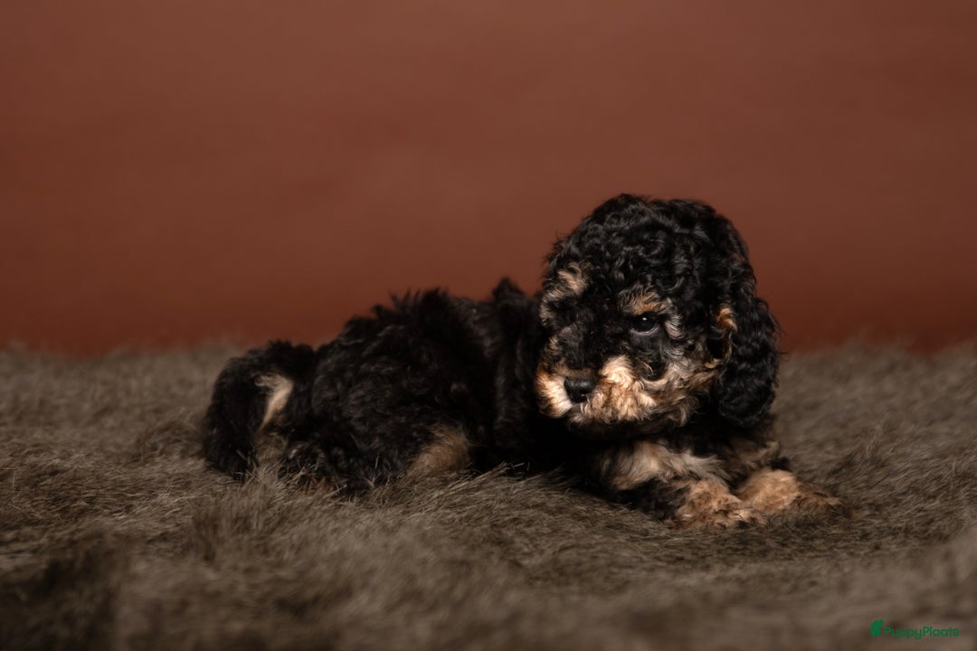 Dwergpoedel honden te koop: Dwergpoedel (Toy formaat) FCI Stamboom - Advertentie 2