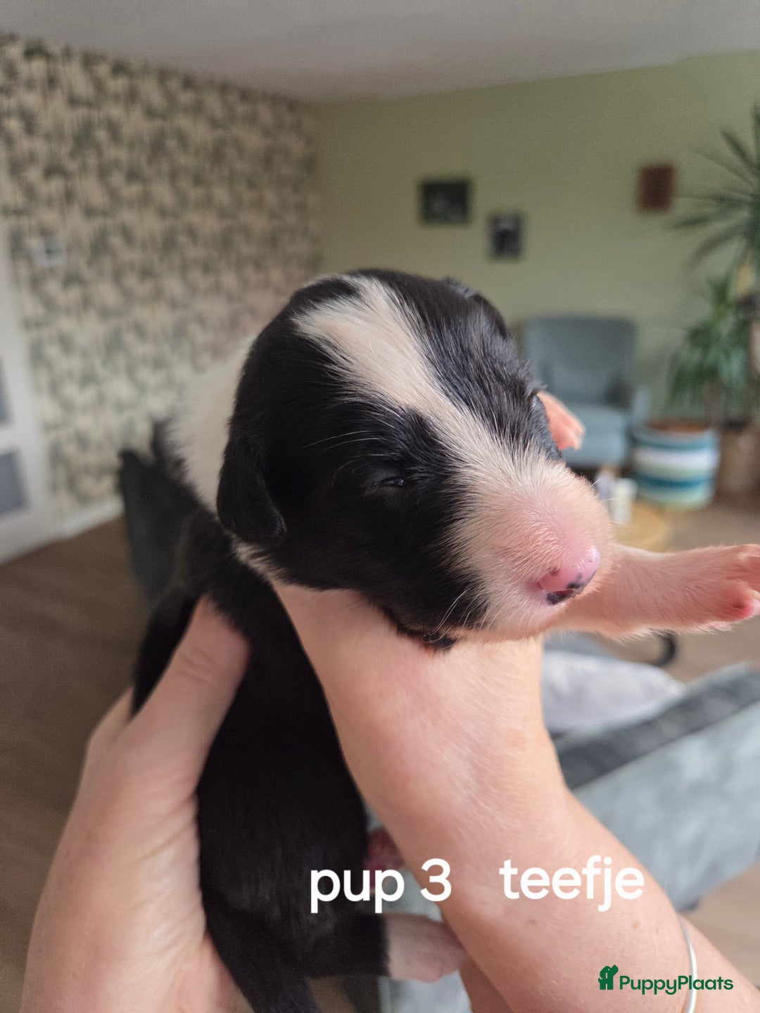 Border Collie honden te koop: Bordercollie pups te koop - Advertentie 5