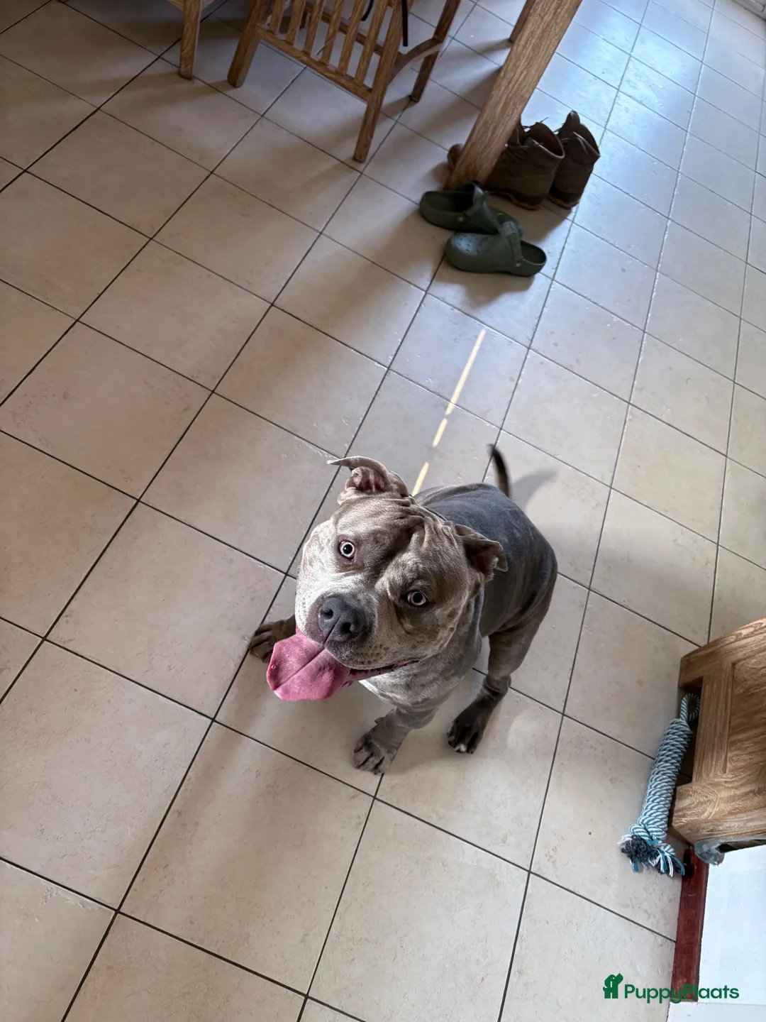 Amerikaanse Bully honden te koop: Mooie bully’s  - Advertentie 9