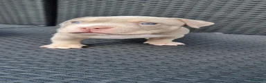 Amerikaanse Bully 1