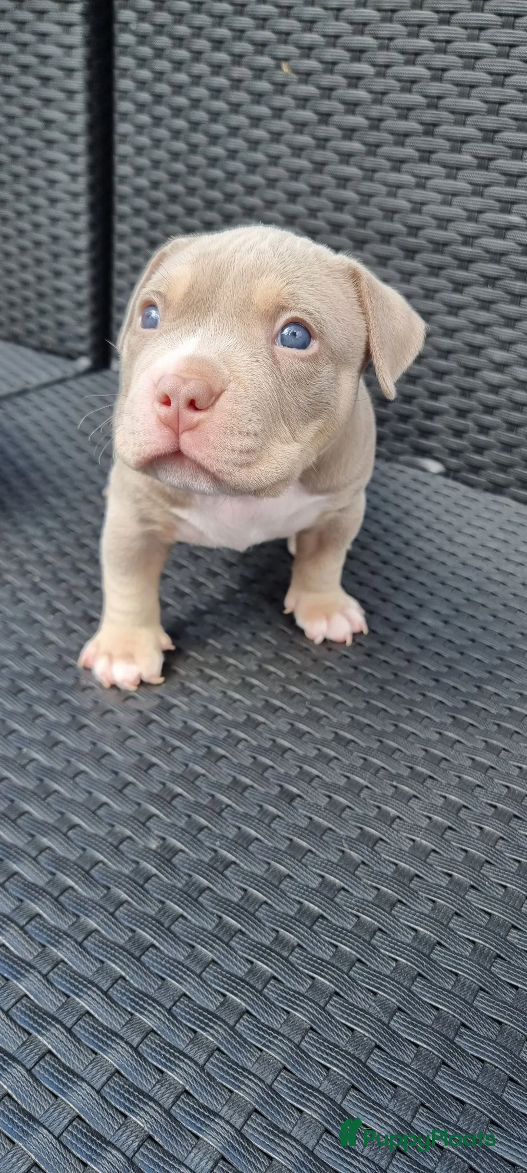 Amerikaanse Bully honden te koop: American Micro bully pups  - Advertentie 5