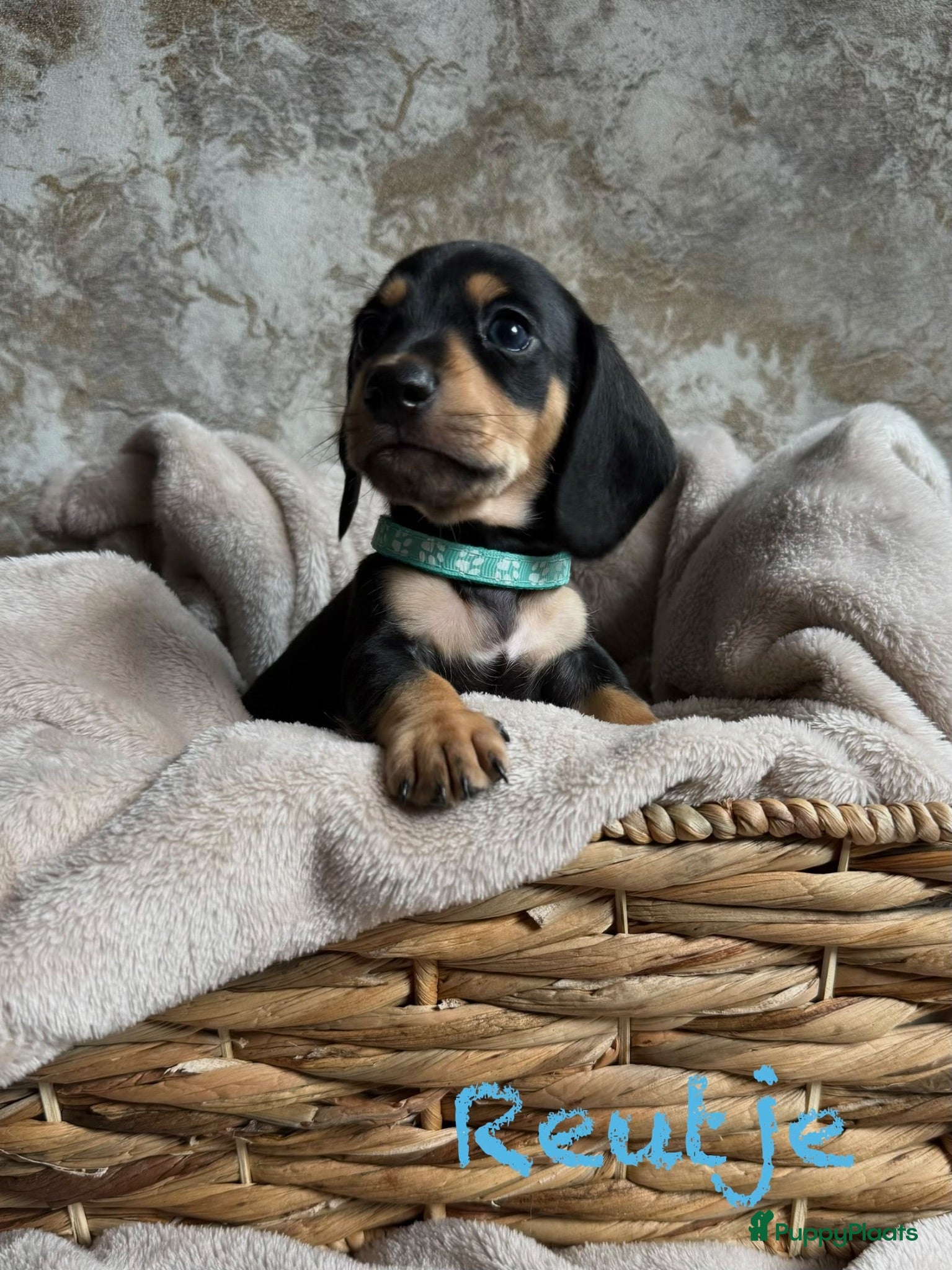 Teckel (korthaar)  honden Prachtige teckelpups 🐶 - Advertentie 5