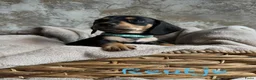 Teckel (korthaar)  honden te koop: Prachtige teckelpups 🐶 - Advertentie 4