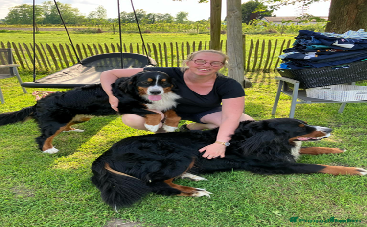 Berner Sennenhond honden - Advertentie 1