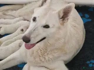 Zwitserse Witte Herdershond honden zwitserse witte herder pups - Advertentie 1