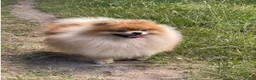 Pomchi honden te koop: Pomeriaan pups - Advertentie 17
